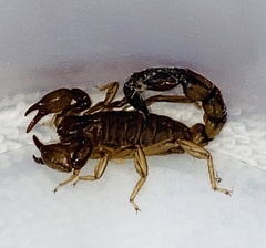 Bothriurus bonariensis