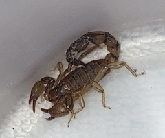 Bothriurus bonariensis