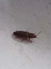 Elaterini