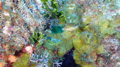 Canthigaster rostrata