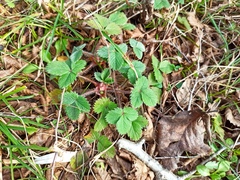 Potentilla micrantha