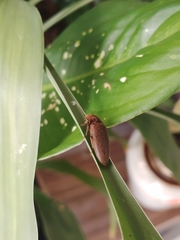 Elaterini