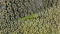 Coryphopterus lipernes