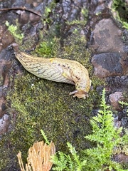 Prophysaon foliolatum