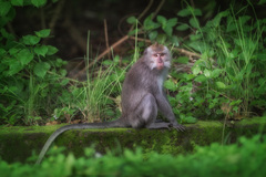Macaca fascicularis