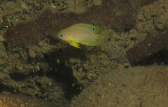 Pomacentrus amboinensis