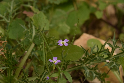 Image of Malcolmia chia by (c) Mitch Van Dyke, some rights reserved (CC BY)
