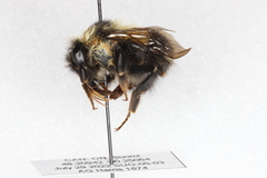 Bombus sandersoni