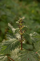 Urtica pilulifera