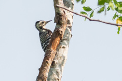 Dendrocopos analis