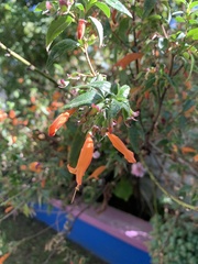 Clinopodium macrostemum