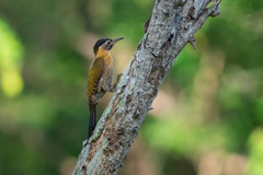 Picus vittatus
