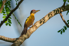 Picus vittatus