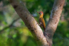 Picus vittatus