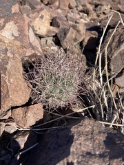 Echinomastus johnsonii