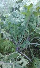 Brassica oleracea acephala