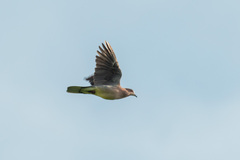 Island Collared-Dove photo 4
