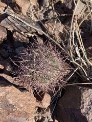 Echinomastus johnsonii