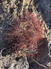 Echinomastus johnsonii