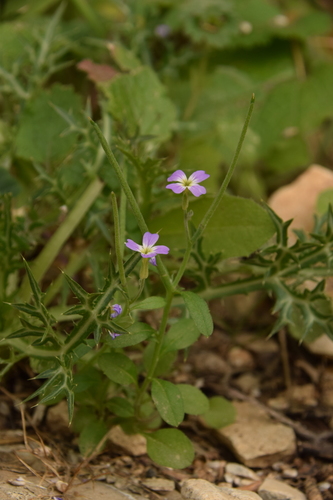 Image of Malcolmia chia by (c) Mitch Van Dyke, some rights reserved (CC BY)