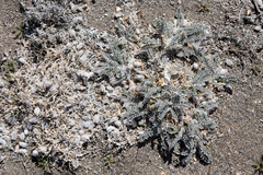 Astragalus utahensis