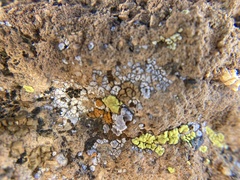 Acarospora strigata