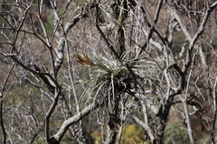 Tillandsia fasciculata