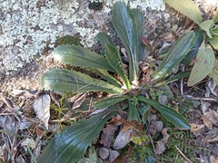 Anarrhinum bellidifolium