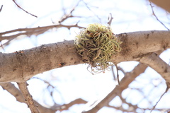 Tillandsia ionantha