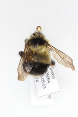 Bombus sandersoni