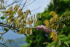 Millettia pachycarpa