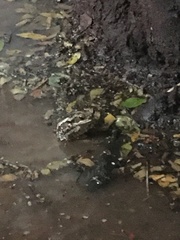 Rhinella diptycha