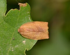 Cacoecimorpha pronubana