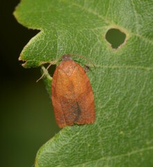 Cacoecimorpha pronubana