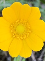 Anemone palmata