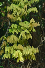 Millettia pachycarpa