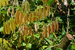 Millettia pachycarpa