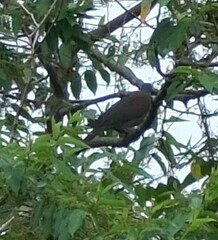Patagioenas cayennensis