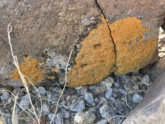 Candelariella rosulans