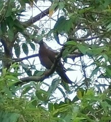 Patagioenas cayennensis