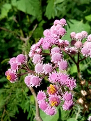 Urolepis hecatantha