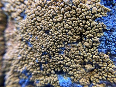 Candelariella rosulans