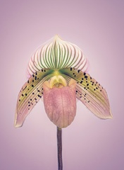 Paphiopedilum