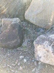 Ditaxis serrata