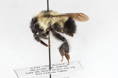 Bombus sandersoni