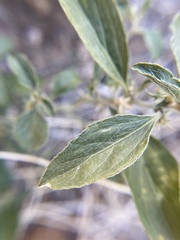 Ditaxis serrata