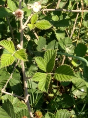 Rubus creticus