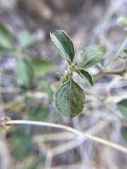 Ditaxis serrata
