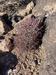 Echinomastus johnsonii