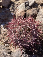 Echinomastus johnsonii